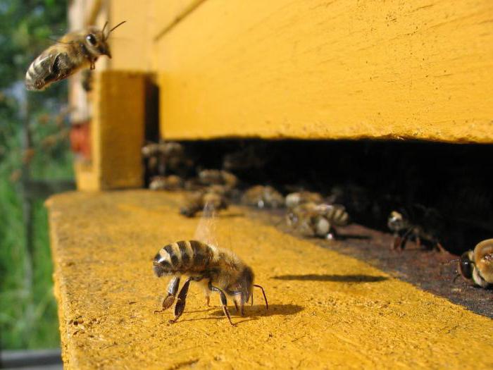 כיצד לרפא אסקוספרוזיס של דבורים