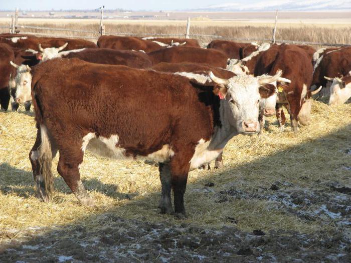 ghiozzi di foto di razze di carne