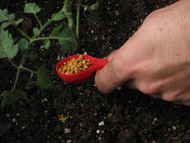 kako nahraniti rajčicu za rast