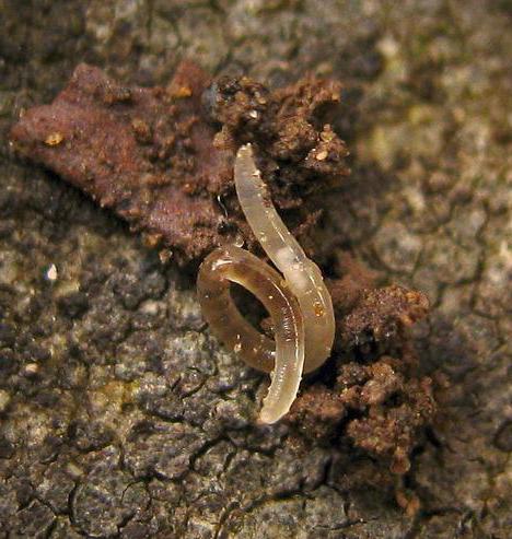 土壌中の線虫に対処する方法