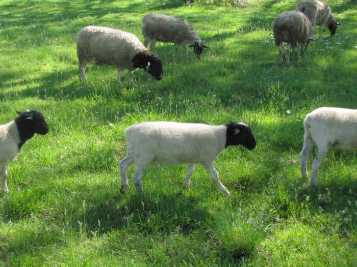 stříhání ovcí 