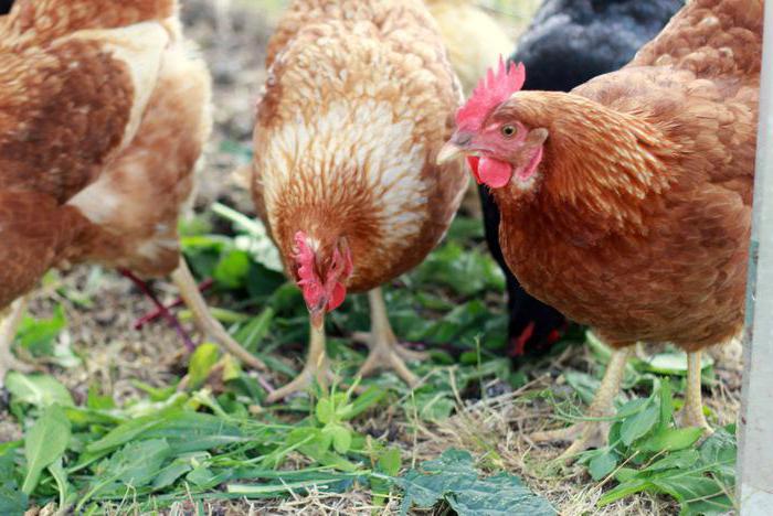 gusanos en pollos es posible comer pollos