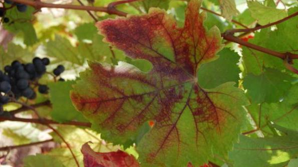 Clorosi delle foglie foto