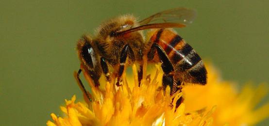 skujkoku ekstrakts bitēm
