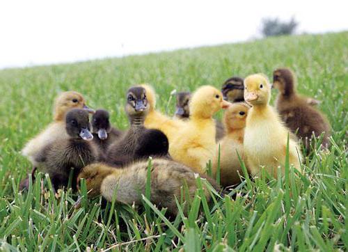 Incubación de huevos de pato mudo