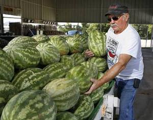 hvordan du sjekker vannmelon for modenhet