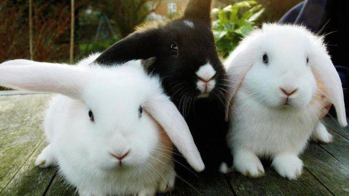 małe króliki 