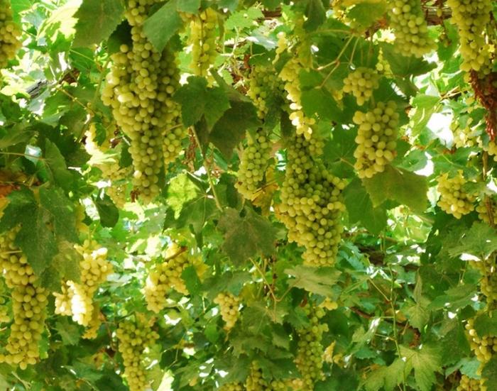 як розмножувати виноград восени