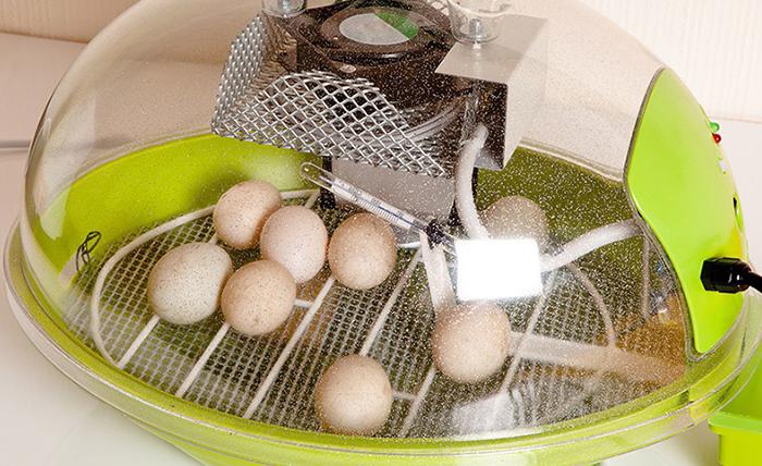 come deporre le uova in un'incubatrice 