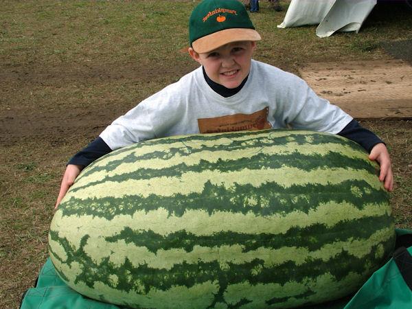 hur man odlar stora vattenmeloner