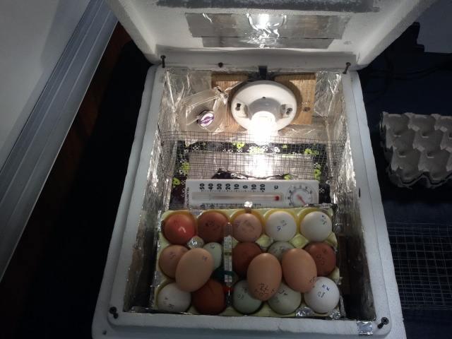 poulets dans un incubateur domestique