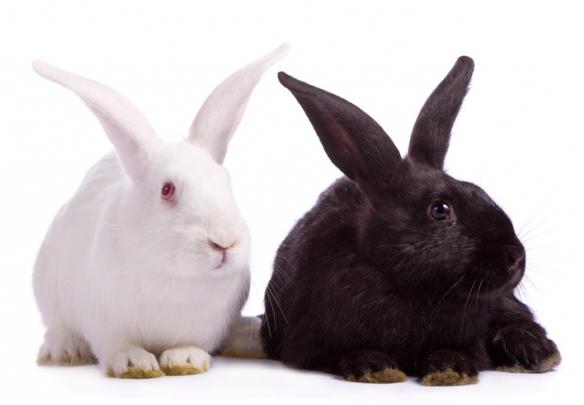 Quais são as raças de coelhos