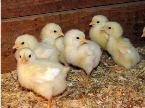 broiler som matar kycklingar