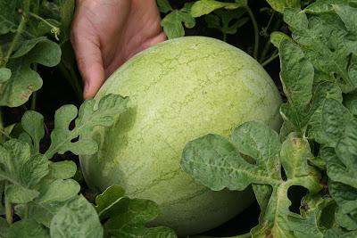 som odlar vattenmeloner 