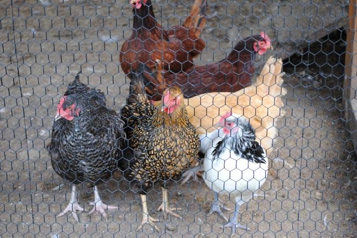 Le galline non si affrettano su cosa fare