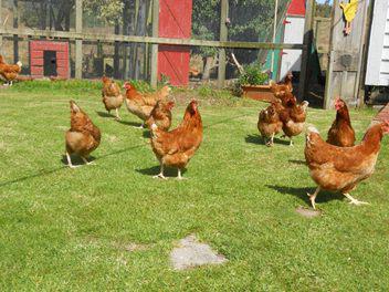 gallinas rodonita 