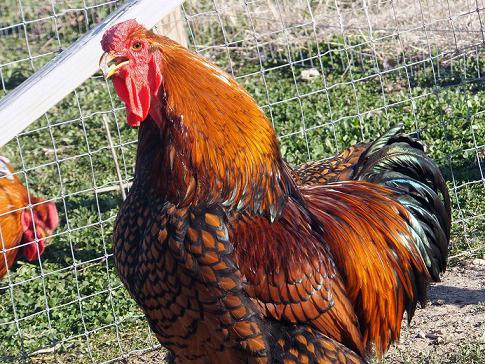 Wyandot Chickens Photo 