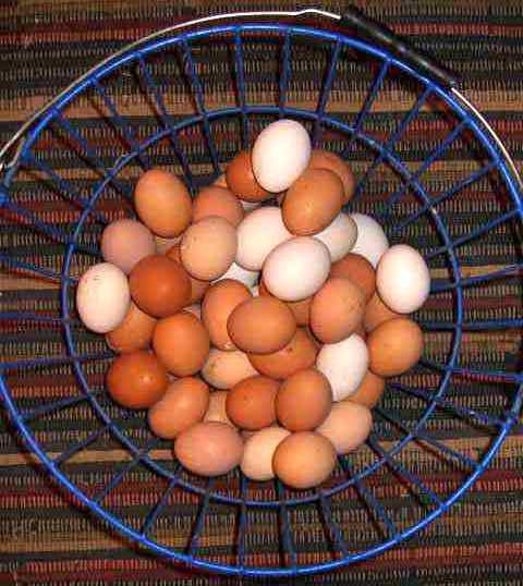 eggs of chickens