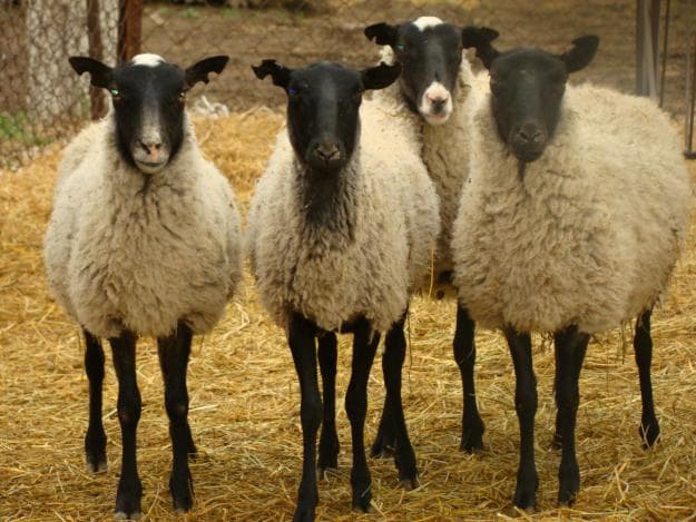 Romanovu šķirnes aitas