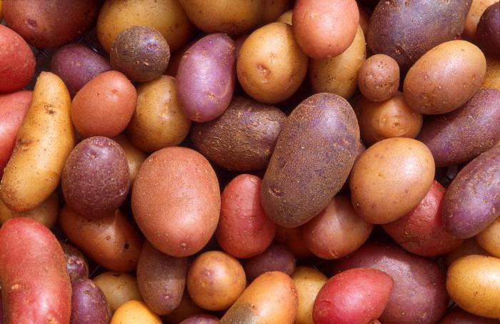 Variétés de pommes de terre ultra précoces