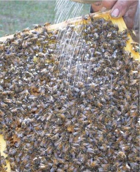Vorbeugung und Behandlung von Nosematose bei Bienen 