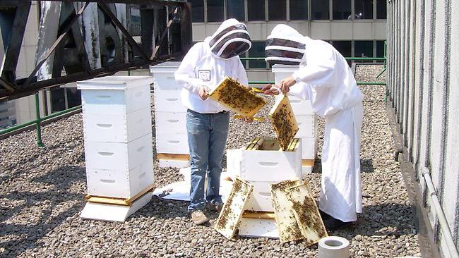 technologie de soin des abeilles 