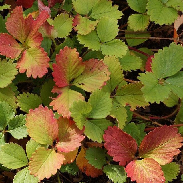 aardbeibladeren worden rood