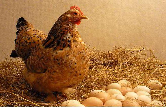 The most egg-bearing breeds of chickens