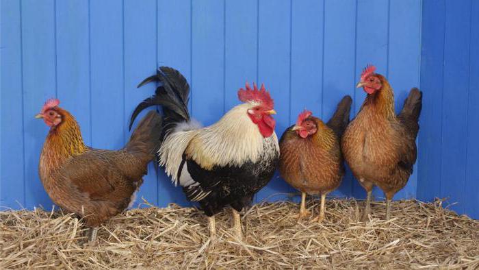 The most egg-bearing breeds of laying hens