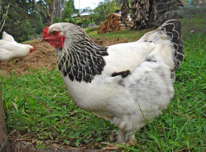 The most egg-bearing chickens of photos with names