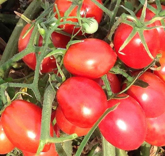 soorten zoete ondermaatse tomaten