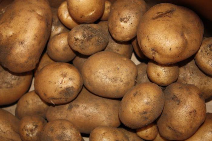 bulvių derlius