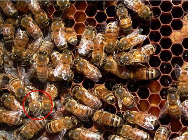 bipin para la instrucción de las abejas