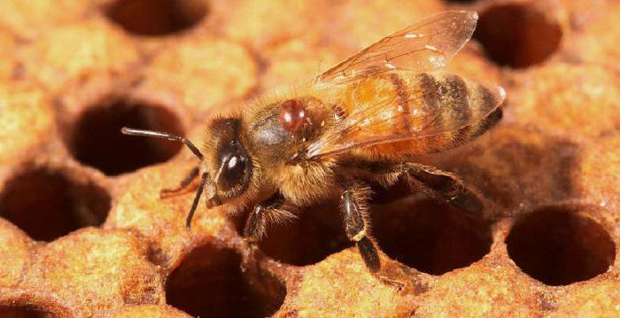  goods for beekeepers 