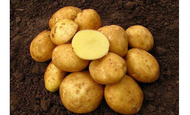 wine variety of potatoes