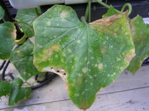 cucumber diseases in the greenhouse