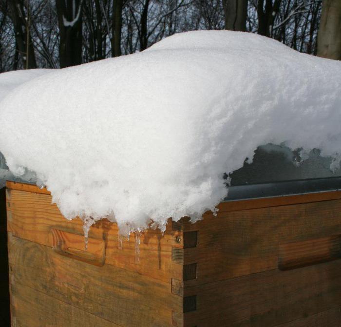 comment préparer les abeilles pour l'hivernage à l'extérieur