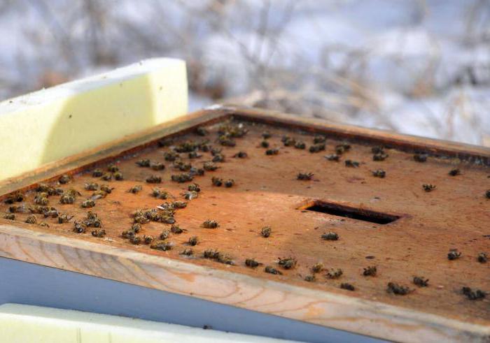 hivernage des abeilles dans la rue dans l'Oural