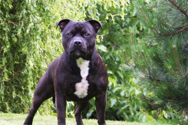 κριτικές για τον ιδιοκτήτη του staffordshire bull terrier 