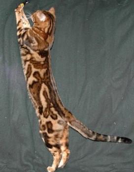 벵골 고양이 사진