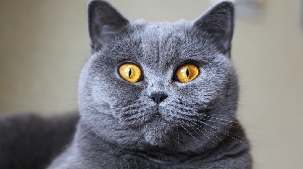 britiškos katės akys