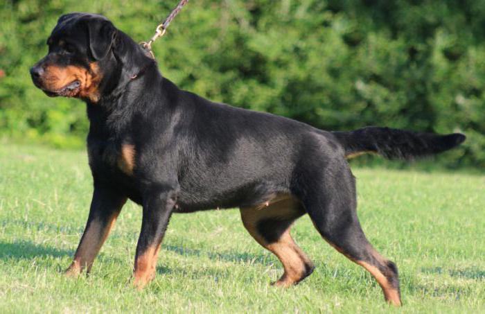  usporedba dobermana i rottweilera