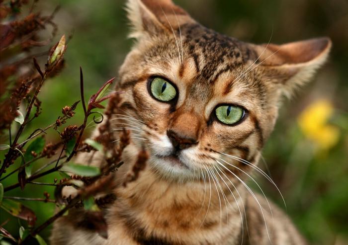 leopardia mačka