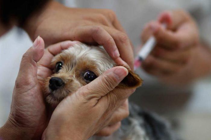 εμβολιασμούς για το πρόγραμμα των σκύλων