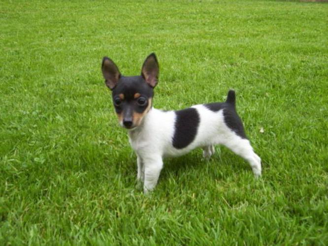 American fox terrier