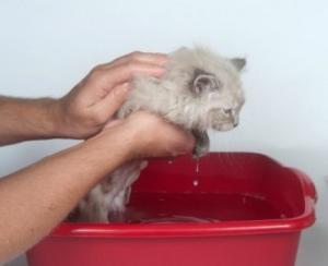 Bir yavru kedi pire nasıl kaldırılır