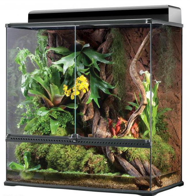 terrarium for jemenittisk kameleon