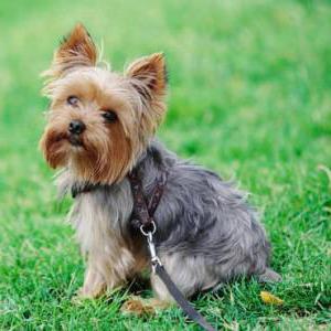 pienso seco Yorkshire Terrier