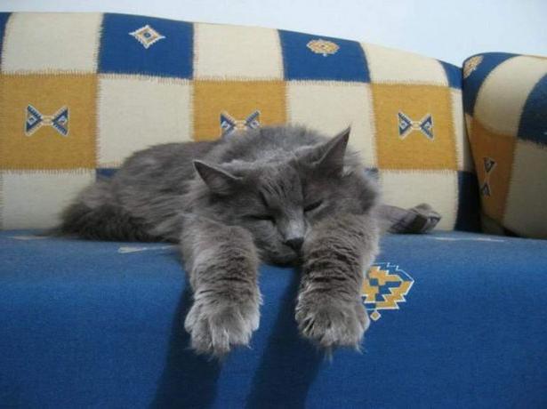 A macska vizeletének illata a kanapén