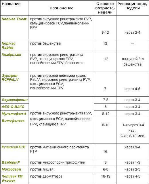 када вакцинисати британске мачиће